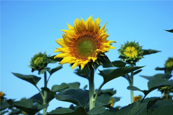 太阳花的花语是什么：如太阳一样的花朵（还寓意暗恋）