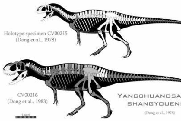 和平永川龙:四川大型恐龙(长9米/亚洲最完整化石)