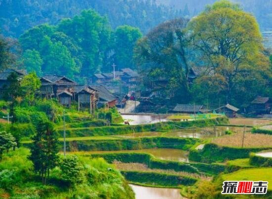 占领村神秘药方之谜，神秘药方控制二胎性别(换花草秘方)