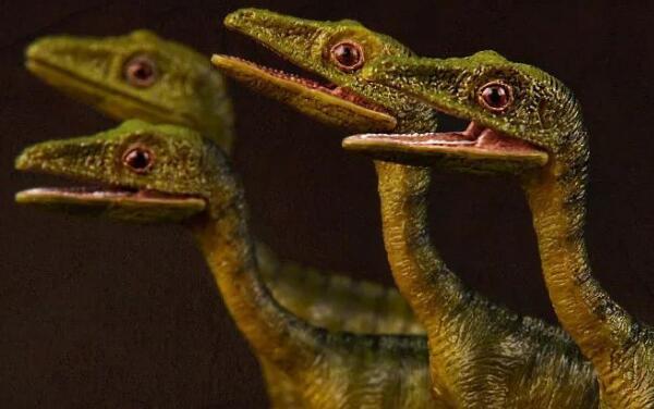 美颌龙：德国小型食肉恐龙（长4米/距今1.45亿年前）