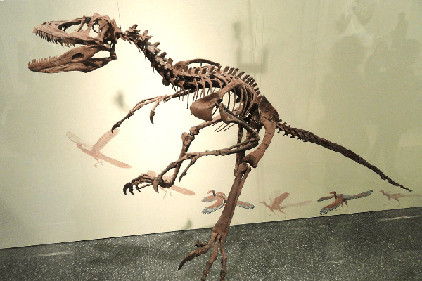 小型镰刀龙类恐龙:峨山龙 仅出土一块下颌骨碎片