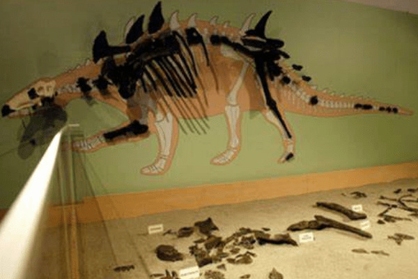 马里夫龙:蒙古大型甲龙类恐龙(长6米/生于9900万年前)