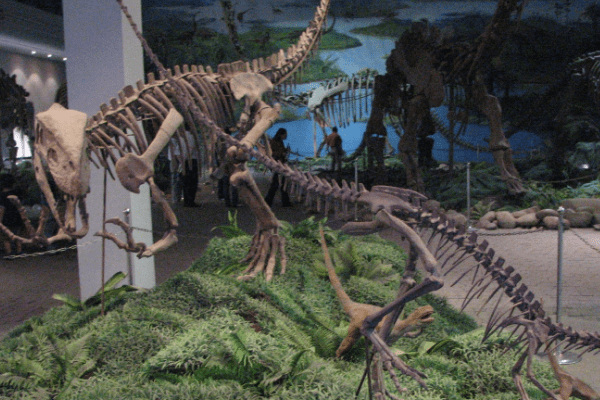 开江龙:亚洲大型兽脚恐龙(出土于中国四川/体长9米)