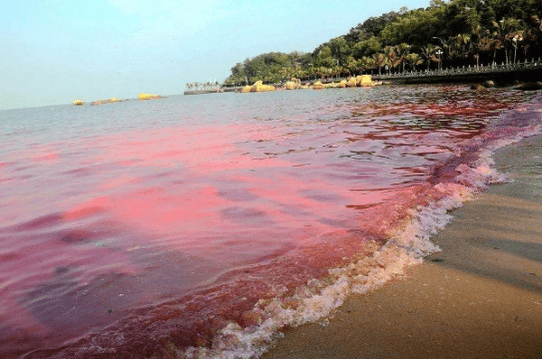 赤潮是怎么形成的它有哪些危害：海水富营养化(破坏海洋生态)