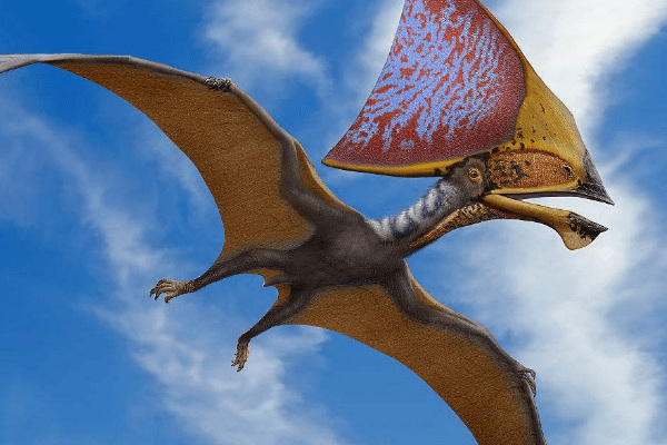 翼龙是鸟类祖先吗?两者属于不同演化支(恐龙关系更近)