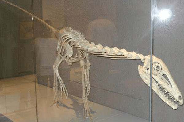 敏捷龍:同名的兩大獸腳恐龍(分別出土于中國和歐洲)