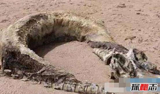 06年真龙吃人的照片，昆仑山古洞发现真龙实则一种洞螈
