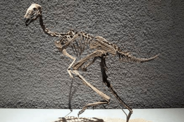 原始祖鸟:最古老的窃蛋龙类(不足火鸡大小/酷似鸟类)