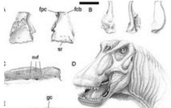 博妮塔龙：阿根廷大型食草恐龙（长9米/8000万年前）