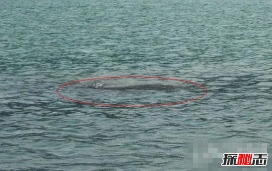 歐肯納根水怪真的存在嗎?體長150米的巨型水龍