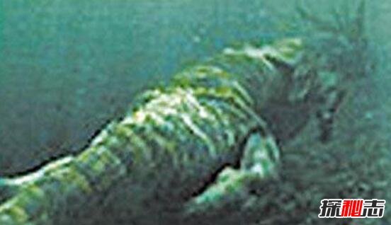 歐肯納根水怪真的存在嗎?體長150米的巨型水龍