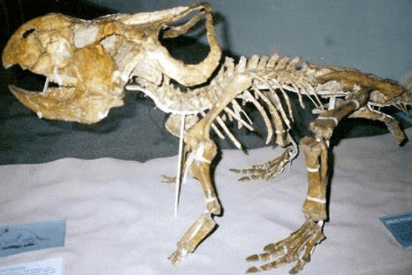 小型角龙:雅角龙 体长仅80厘米(带有鹦鹉鸟喙状嘴)
