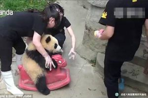  萌翻了！熊猫宝宝骑木马走红