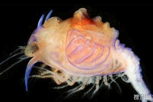  解开「异界幼虫」身份之谜　从透明蓝壳蜕变成深海红虾