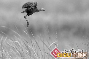  [图文]紫水鸡是极其珍贵的大型水鸟，被誉为“世界上最美丽的水鸟”