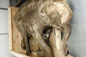 [图文]俄惊现万年木乃伊猛犸 保存最完整的出土动物标本