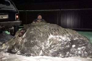 俄獵人擊斃一只重500多公斤的巨型野豬