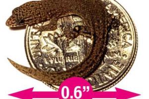  世界上最小的蜥蜴体长只有1.6厘米 能蜷缩在一分钱硬币上