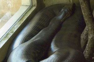  巨型大蟒蛇 100多米长的大蟒蛇