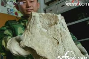 [多图]我国东北发现一万年前猛犸象骨骼化石