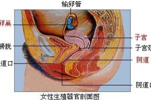  女性生殖器：女性性器剖析图