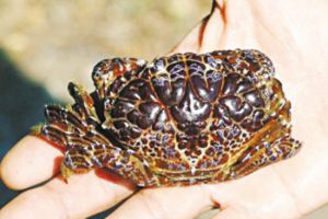  世界上绝对排名前五的最毒的螃蟹 毒死人最多的螃蟹