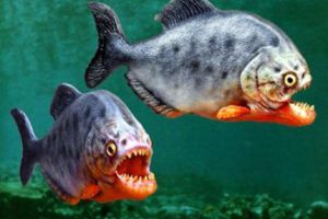  世界最恐怖的5种淡水鱼 令人望而生畏的动物