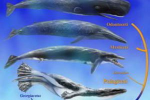 [图文]鲸类四千万年前也曾长有四肢 依靠的主要是两条后肢