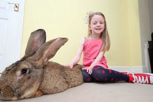  兔子比狗还大？ 世界上最大的兔子重达二十二公斤