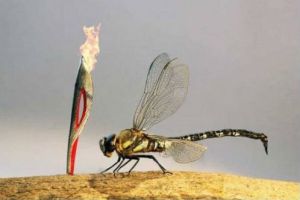  世界上最小的奥运火炬  只有蜻蜓那么大小【图】