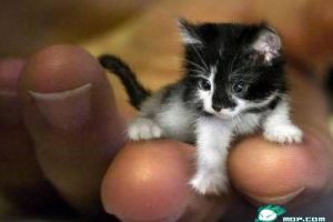  世界之最动物：世界上最小的猫 体重只有3磅【组图】