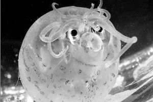 深海发现奇特小猪章鱼 圆滚滚面带微笑