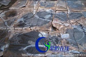 [图文]世界最大海百合化石在贵州修复完毕 耗时一个多月