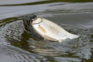  摄影师记录”食鱼者”棋斑水游蛇捕鱼情景