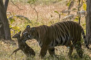  印度怀孕母老虎母爱如天 与小鹿玩耍后放生