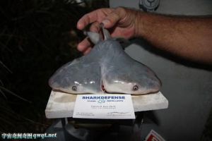 墨西哥湾首次发现长有双头的公牛鲨 无法在野外存活