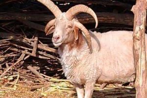 甘肃农户家中发现长有四只角的绵羊