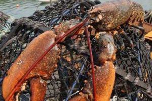  英国渔民捕获身巨型龙虾 身体长约为0.76米