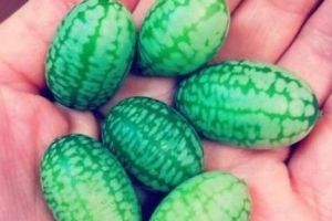  世界上最小的西瓜 一口能吃十几个