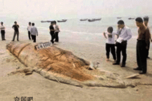 中国广东发现神秘“海怪”尸体