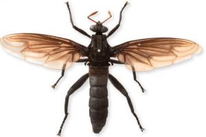  世界上最大的苍蝇 其进化程度令人惊叹
