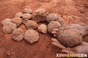 [图文]江西南康发现恐龙蛋化石 均为长条椭圆形