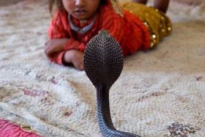 [图文]印度儿童两岁就用眼镜蛇“练胆儿” 将成为专业的耍蛇人