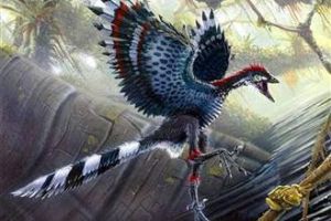 [多图]细数鸟类由恐龙进化而来九大证据