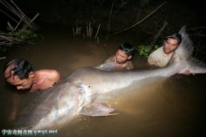 世界罕见巨型淡水鱼:坦克鸭嘴鱼以人类为食