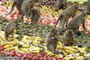泰国举行猴子自助餐节 千斤水果任其吃