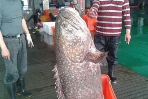 臺漁民捕獲大石斑魚:重達132斤身長150公分