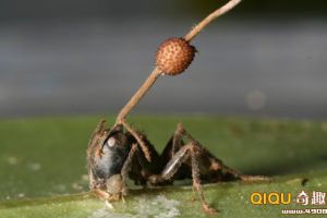 美国科学家发现地球最古老僵尸蚂蚁