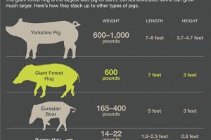  世界上最大的野猪—“森林巨猪” 长有突出面颊和锋利獠牙
