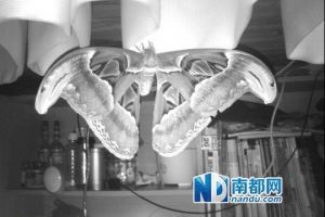 惠州学生宿舍现全球最巨大蛾类